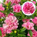 Bild von Calibrachoa double P12 Pastel pink